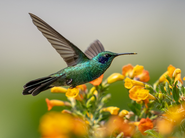 Emerald hummingbird feeding among colorful flowers in Colombia's Coffee Region