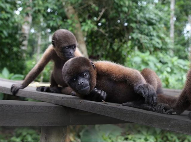 Woolly monkeys of the Colombian Amazon