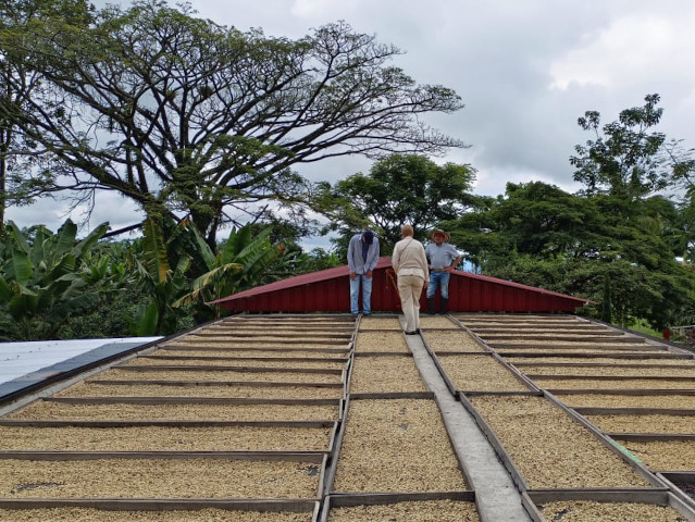 Coffee beans drying at a traditional coffee farm in Colombia's Coffee Region.