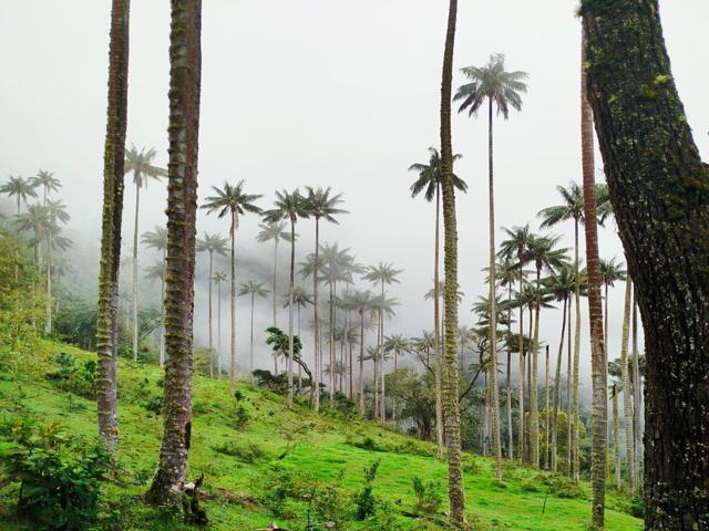 Sendero natural rodeado de exuberante vegetación y paisajes de montaña del Quindío.